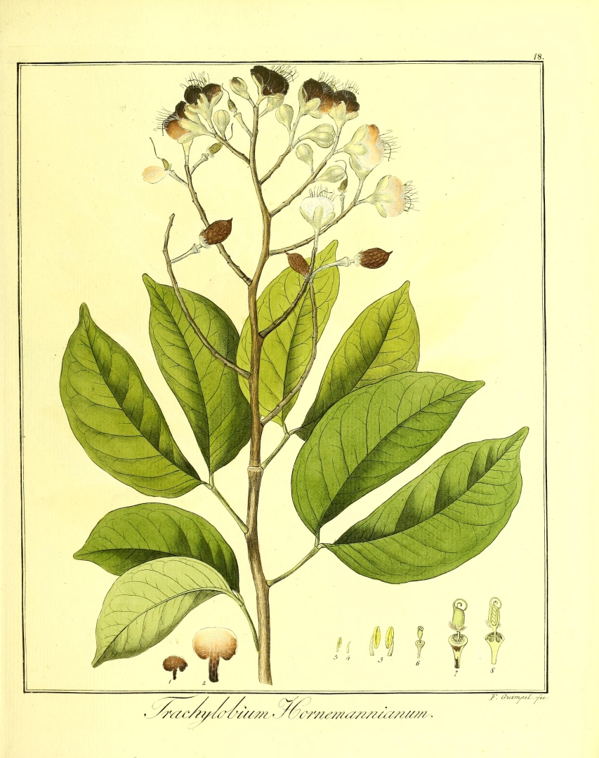 no HD illustration available (3)