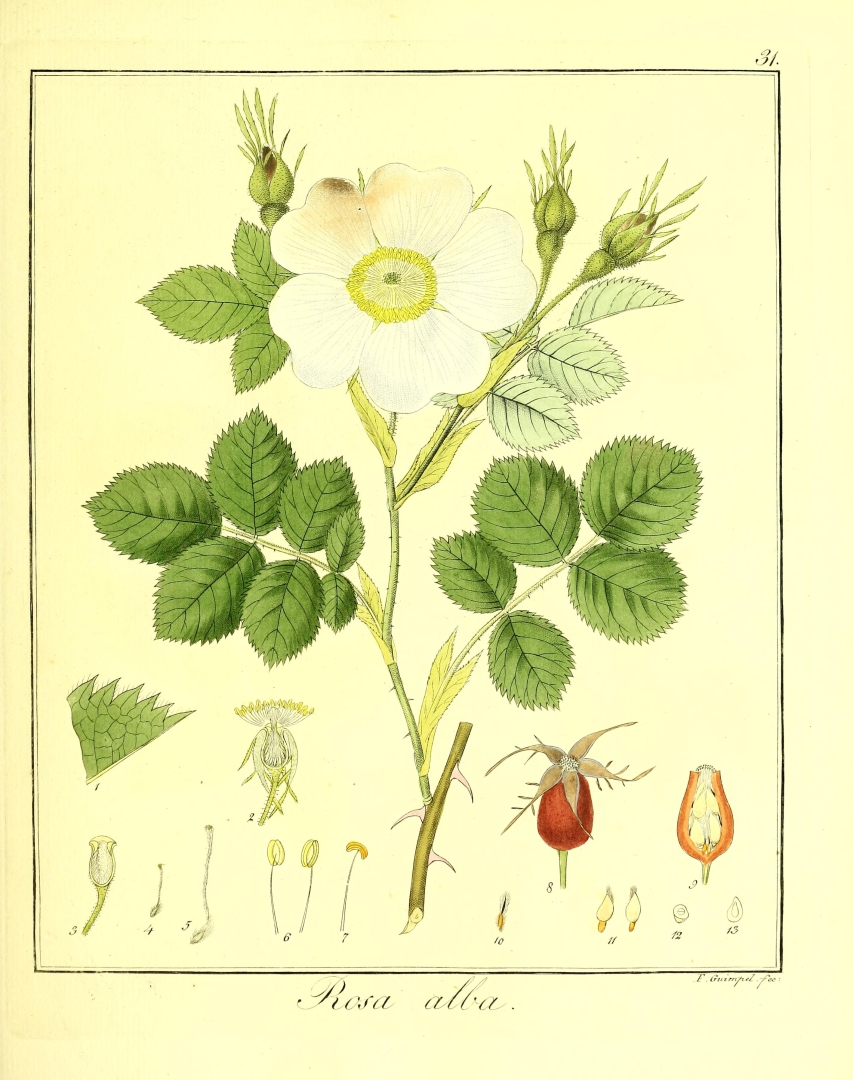 no HD illustration available (3)