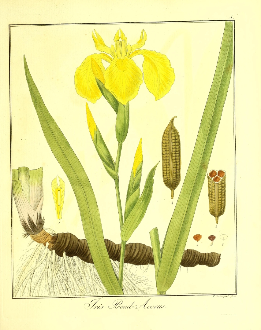 no HD illustration available (3)