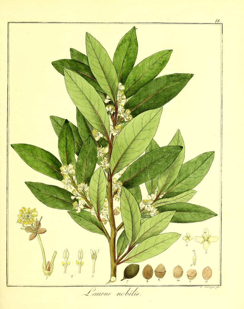 no HD illustration available (3)