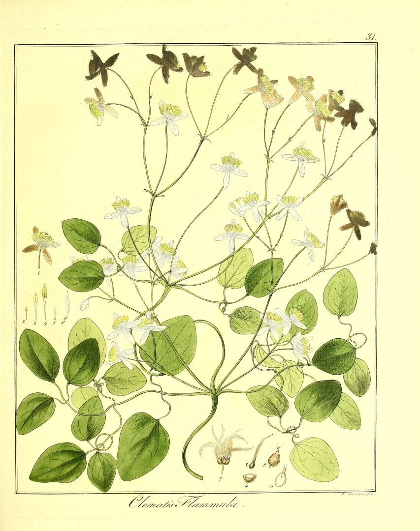 no HD illustration available (3)