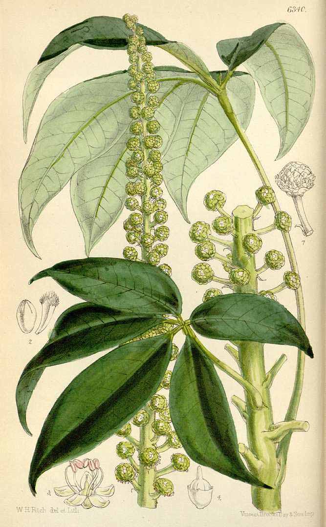 no HD illustration available (3)