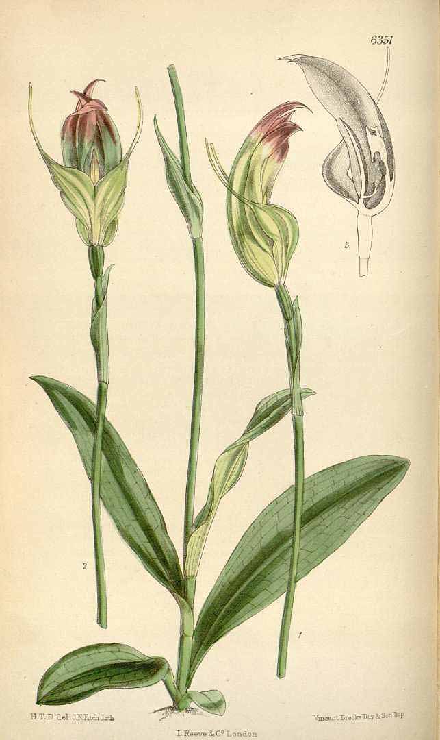 no HD illustration available (3)