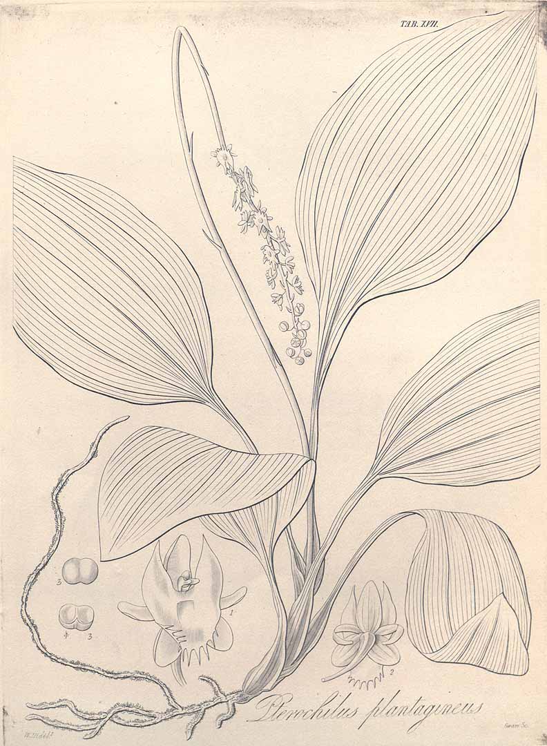 no HD illustration available (3)