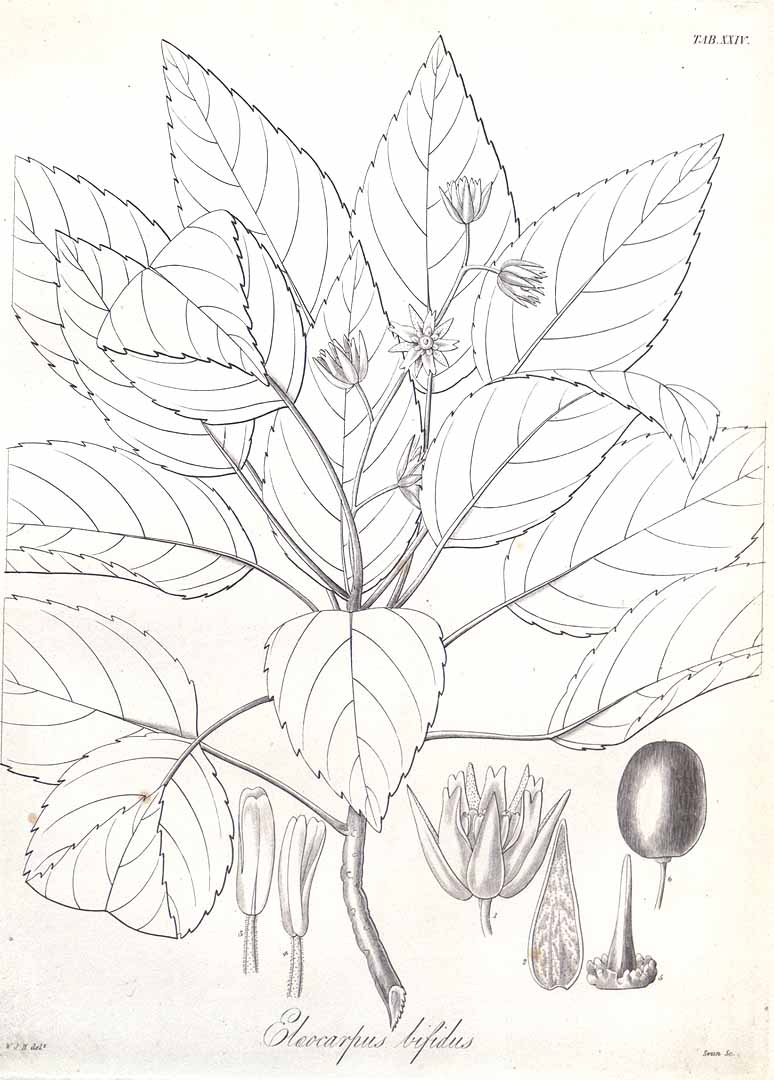 no HD illustration available (3)