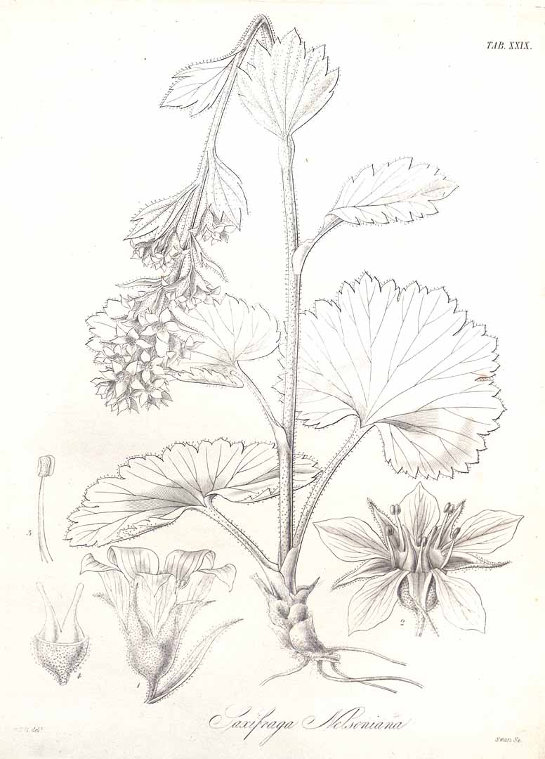 no HD illustration available (3)