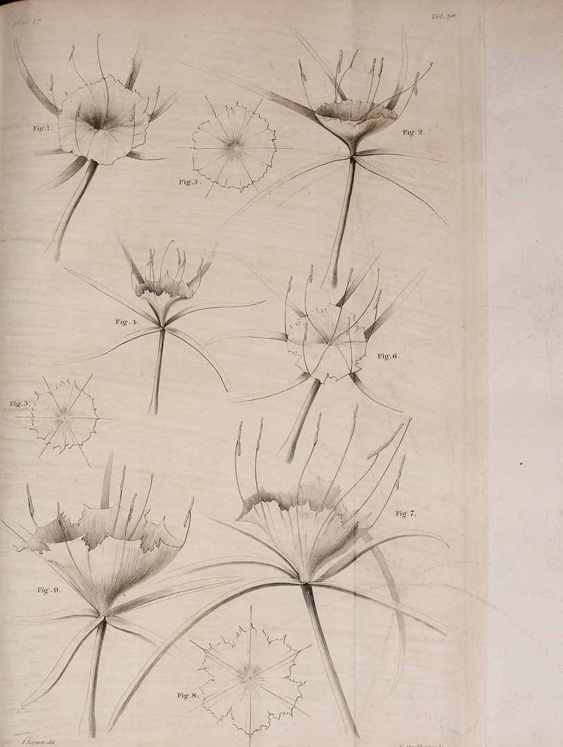 no HD illustration available (3)