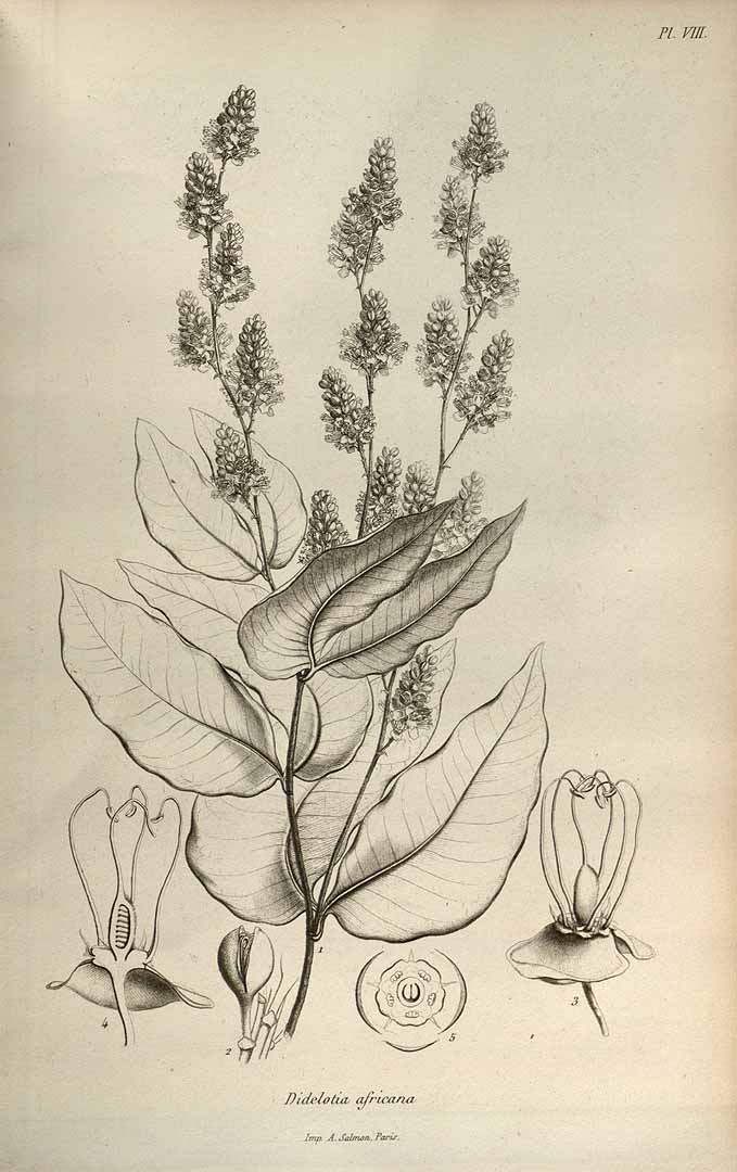 no HD illustration available (3)