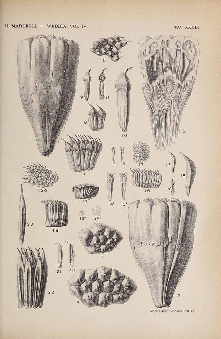 no HD illustration available (3)