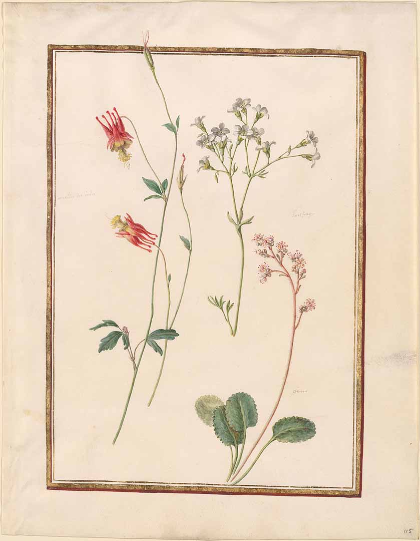 no HD illustration available (3)