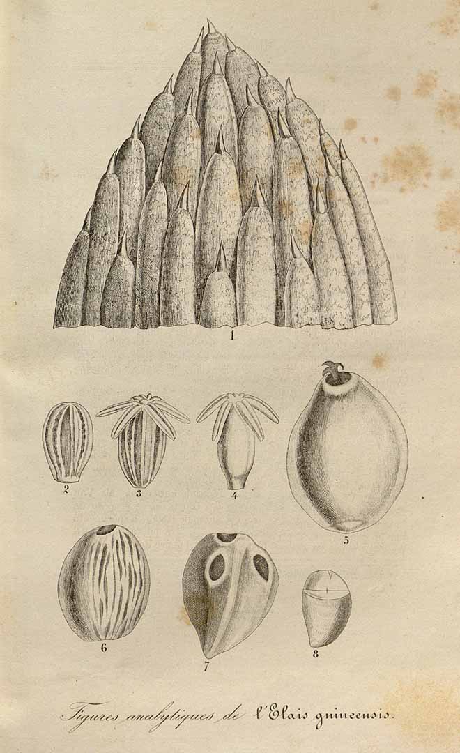 no HD illustration available (3)