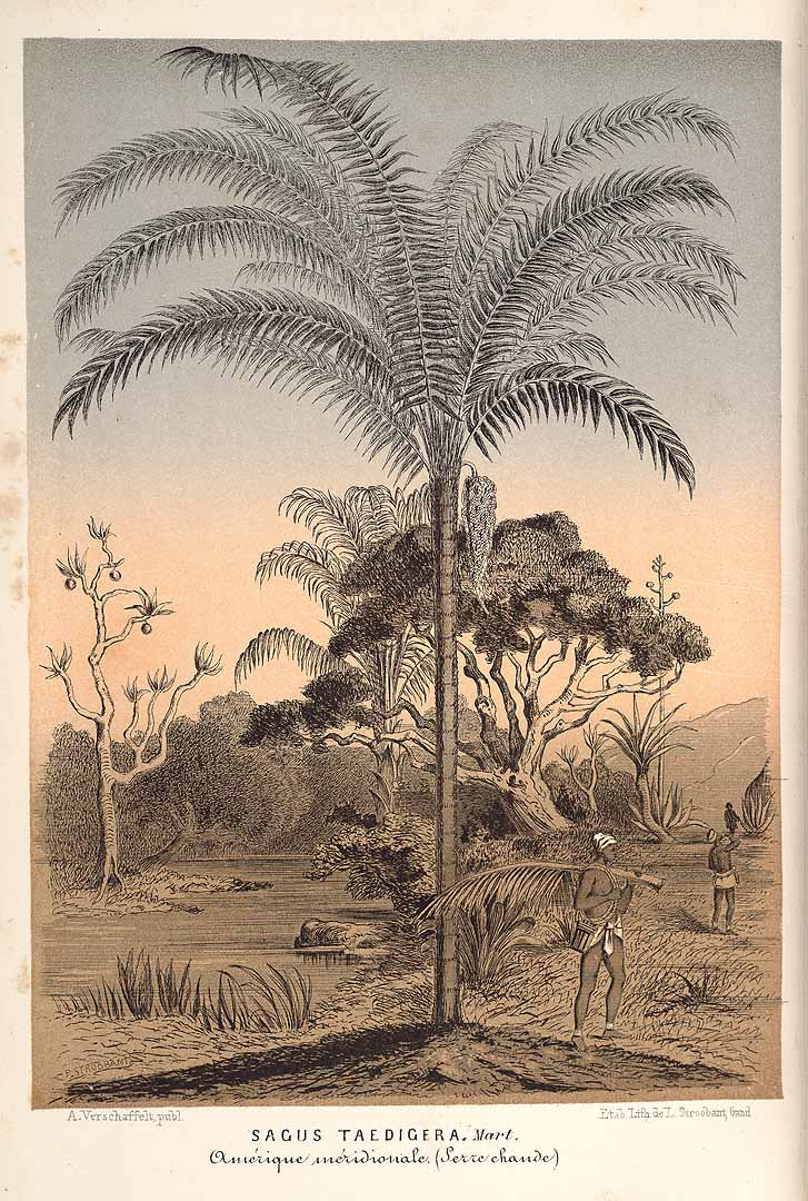 no HD illustration available (3)