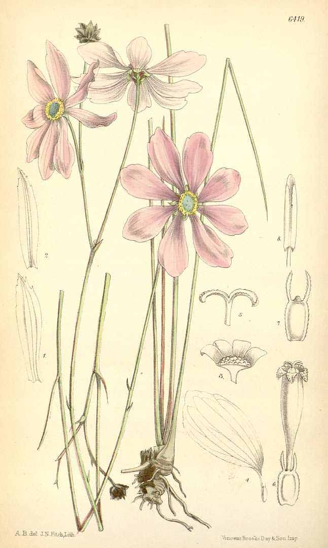 no HD illustration available (3)