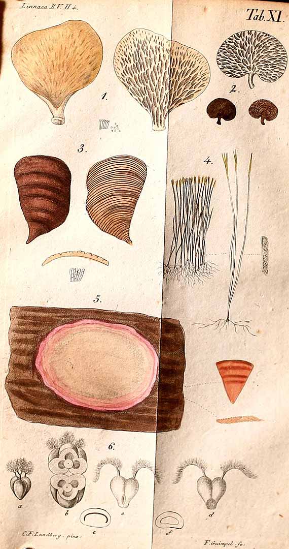 no HD illustration available (3)