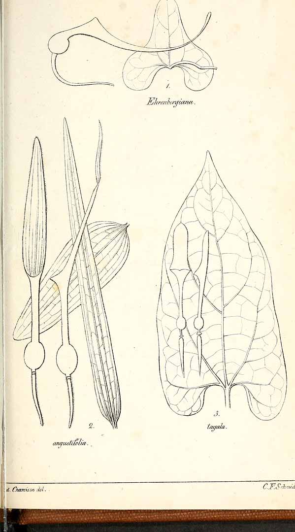 no HD illustration available (3)