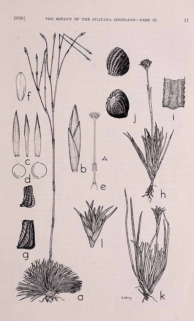 no HD illustration available (3)