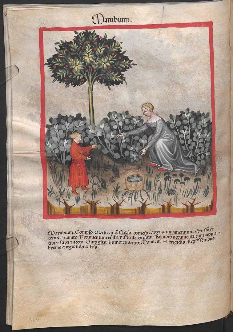 no HD illustration available (3)