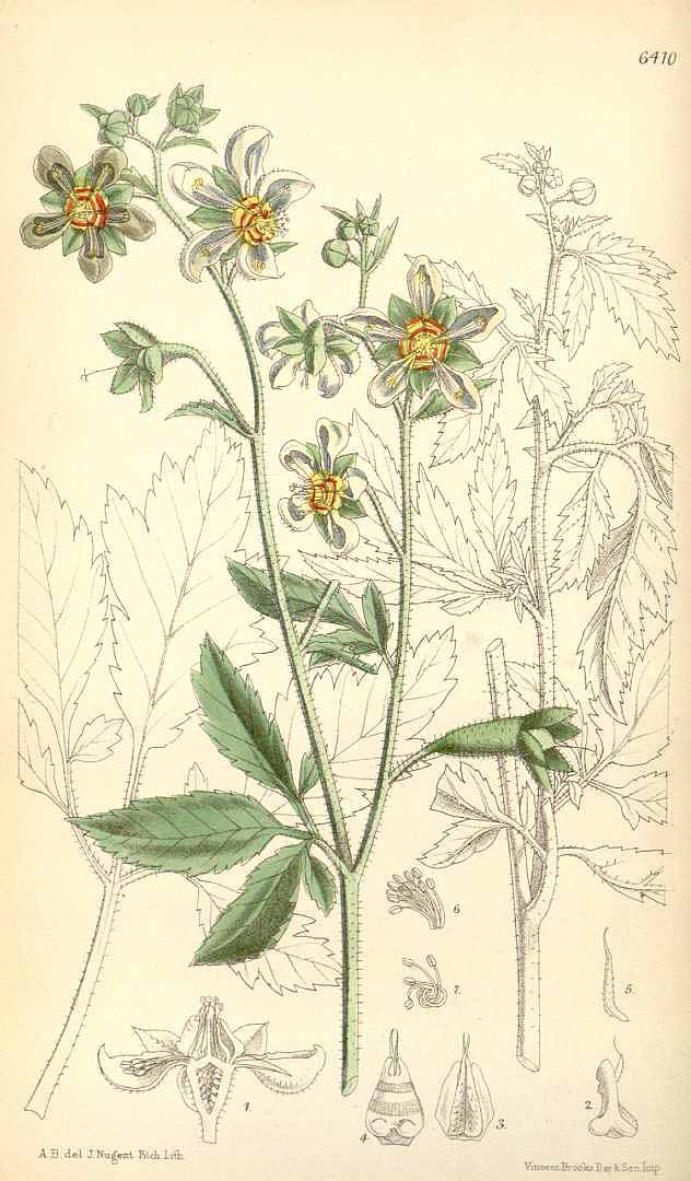 no HD illustration available (3)