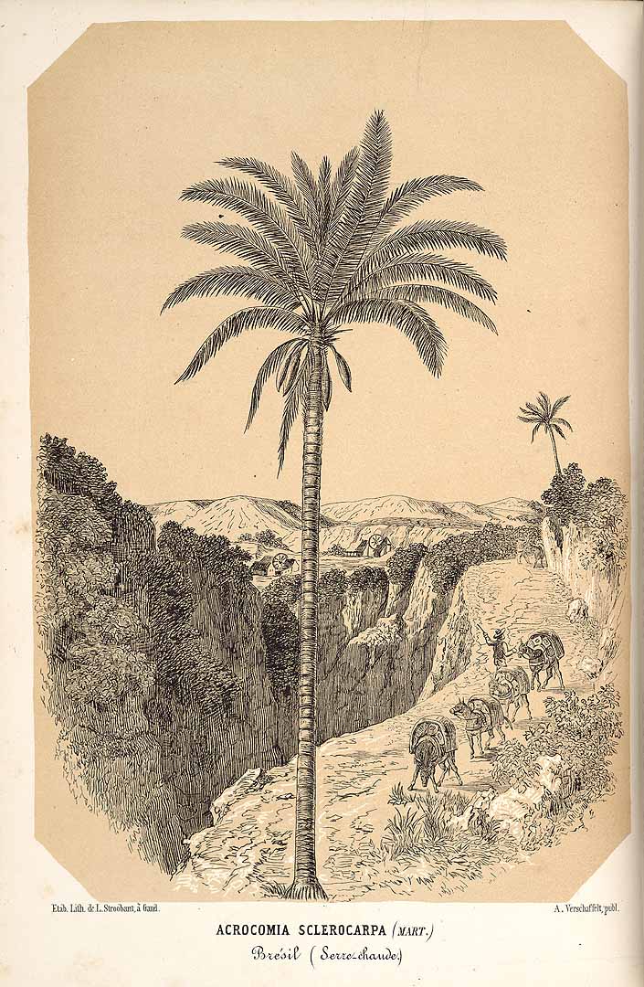 no HD illustration available (3)