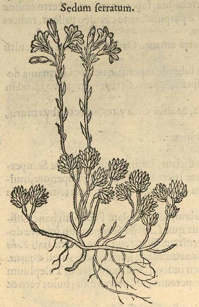 no HD illustration available (3)