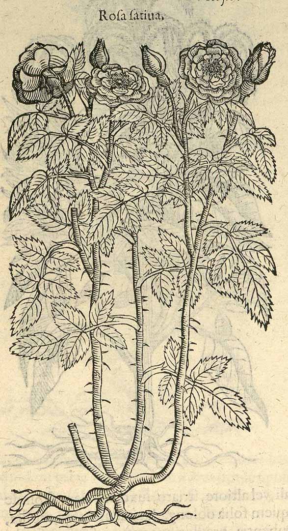 no HD illustration available (3)