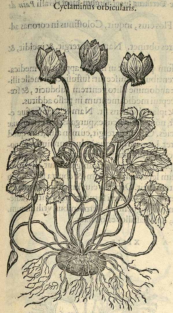 no HD illustration available (3)