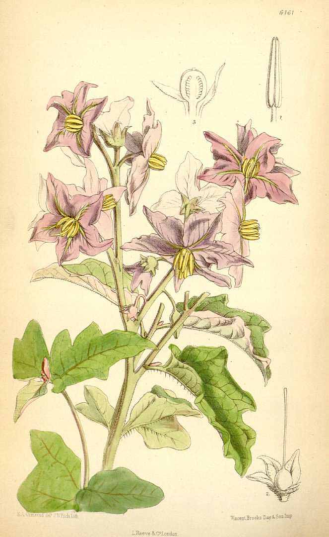 no HD illustration available (3)