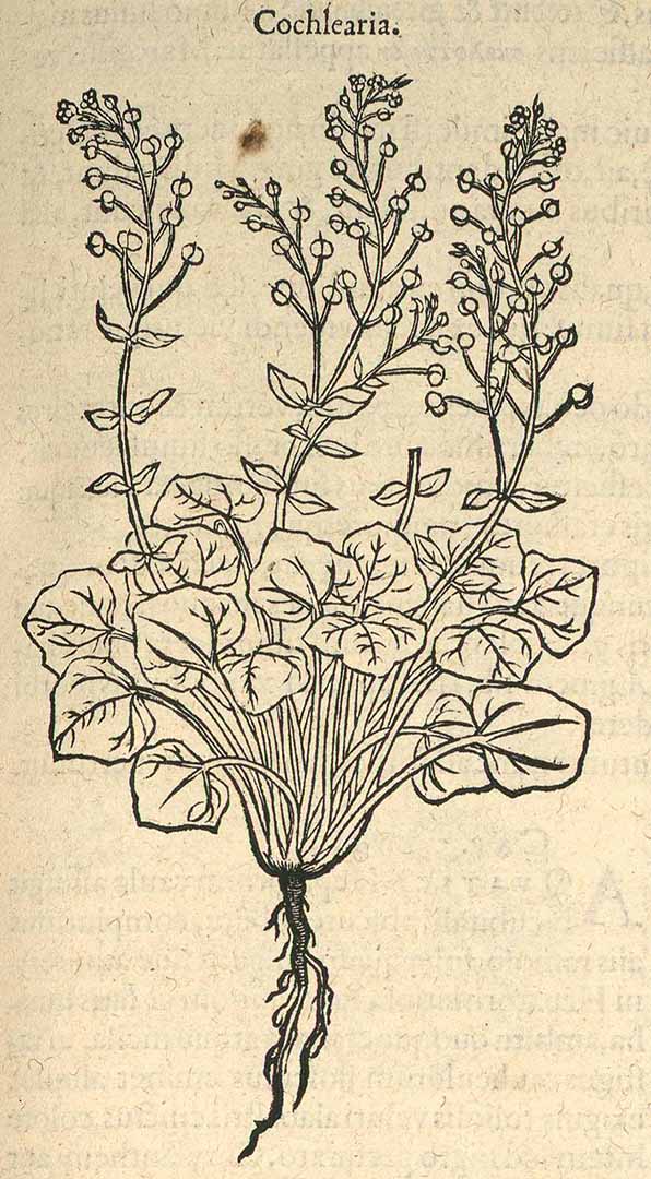 no HD illustration available (3)