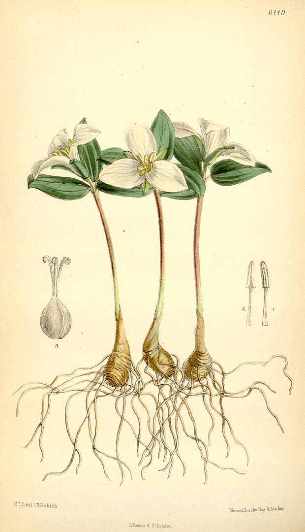 no HD illustration available (3)