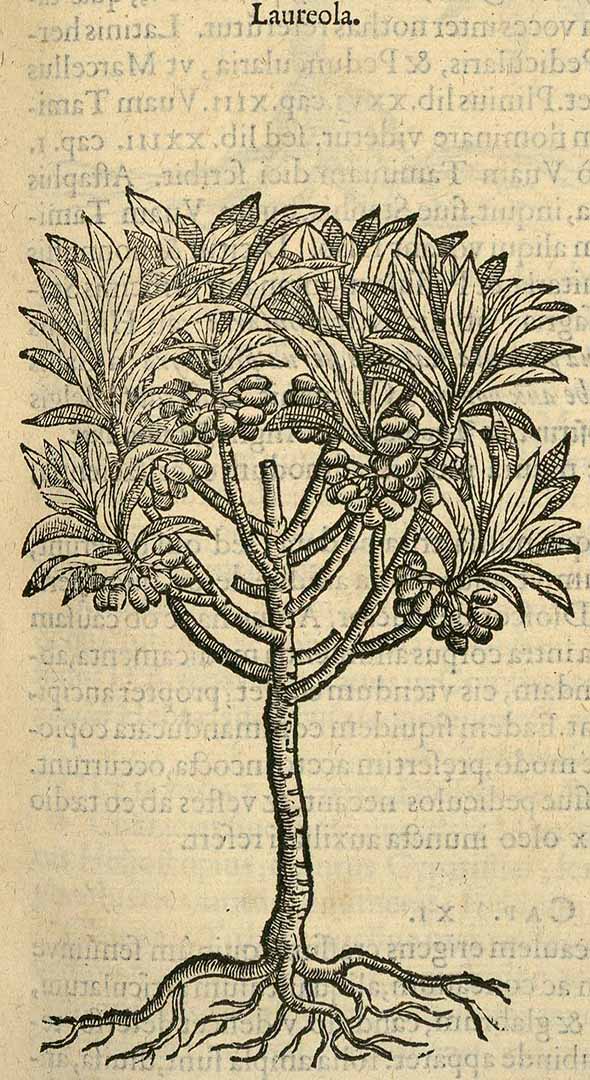 no HD illustration available (3)