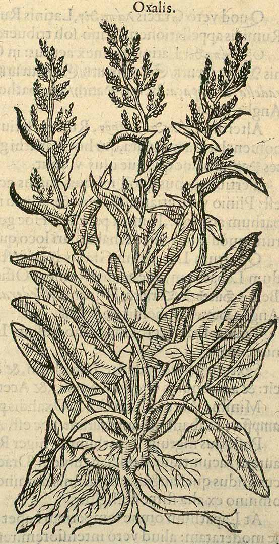 no HD illustration available (3)