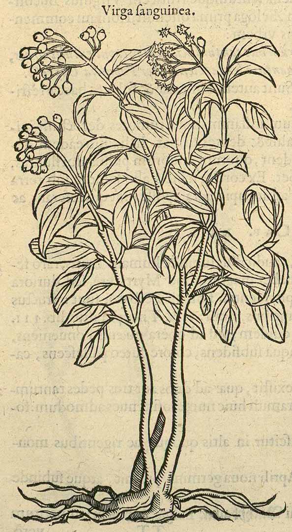 no HD illustration available (3)