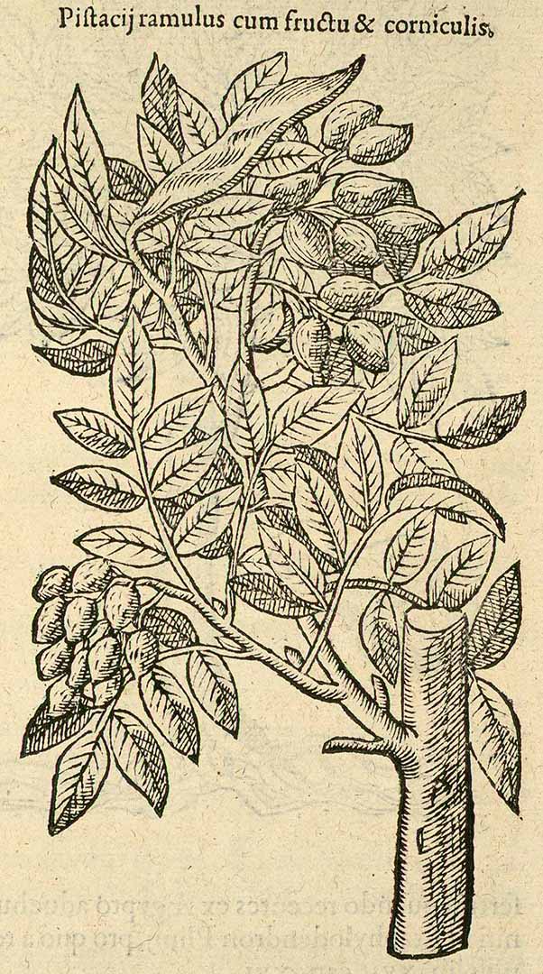 no HD illustration available (3)