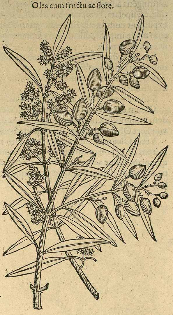 no HD illustration available (3)