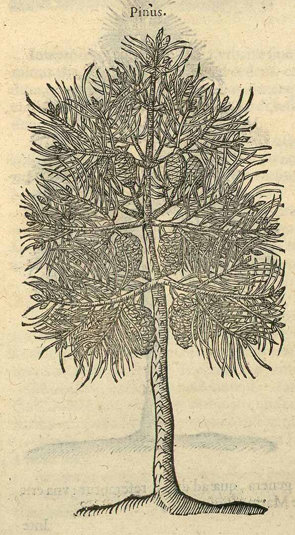 no HD illustration available (3)