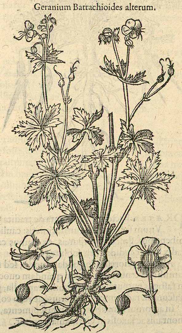 no HD illustration available (3)