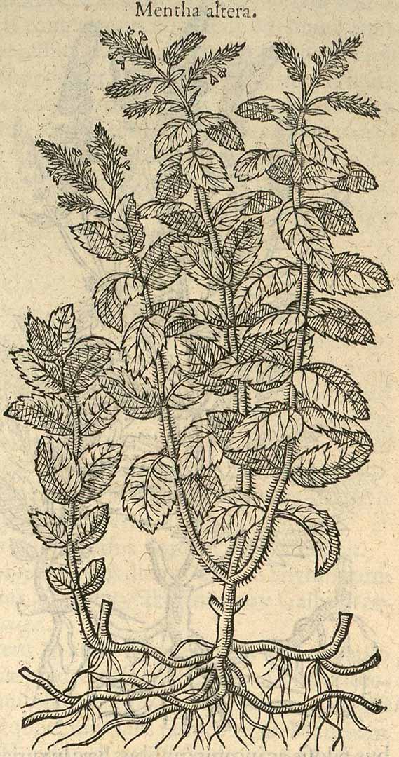 no HD illustration available (3)