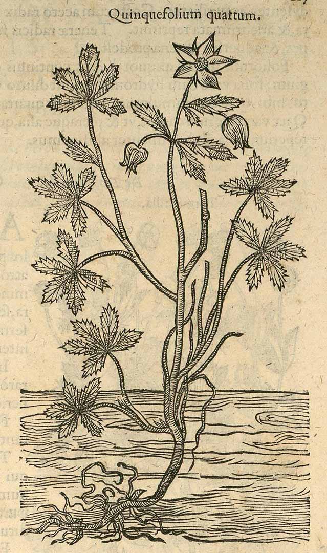 no HD illustration available (3)