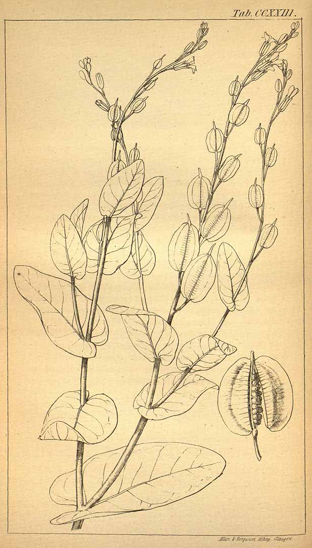 no HD illustration available (3)