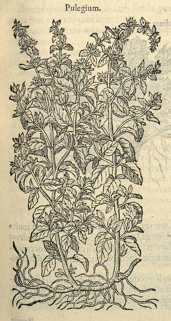 no HD illustration available (3)