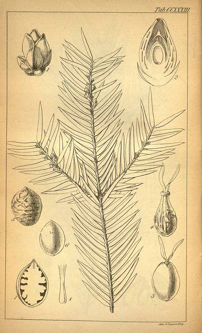 no HD illustration available (3)