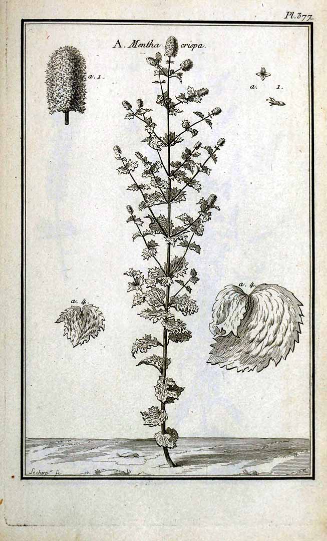 no HD illustration available (3)