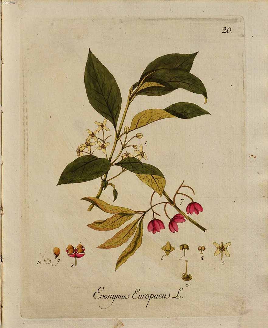 no HD illustration available (3)