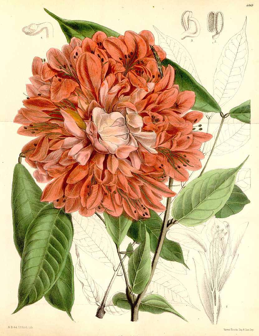 no HD illustration available (3)