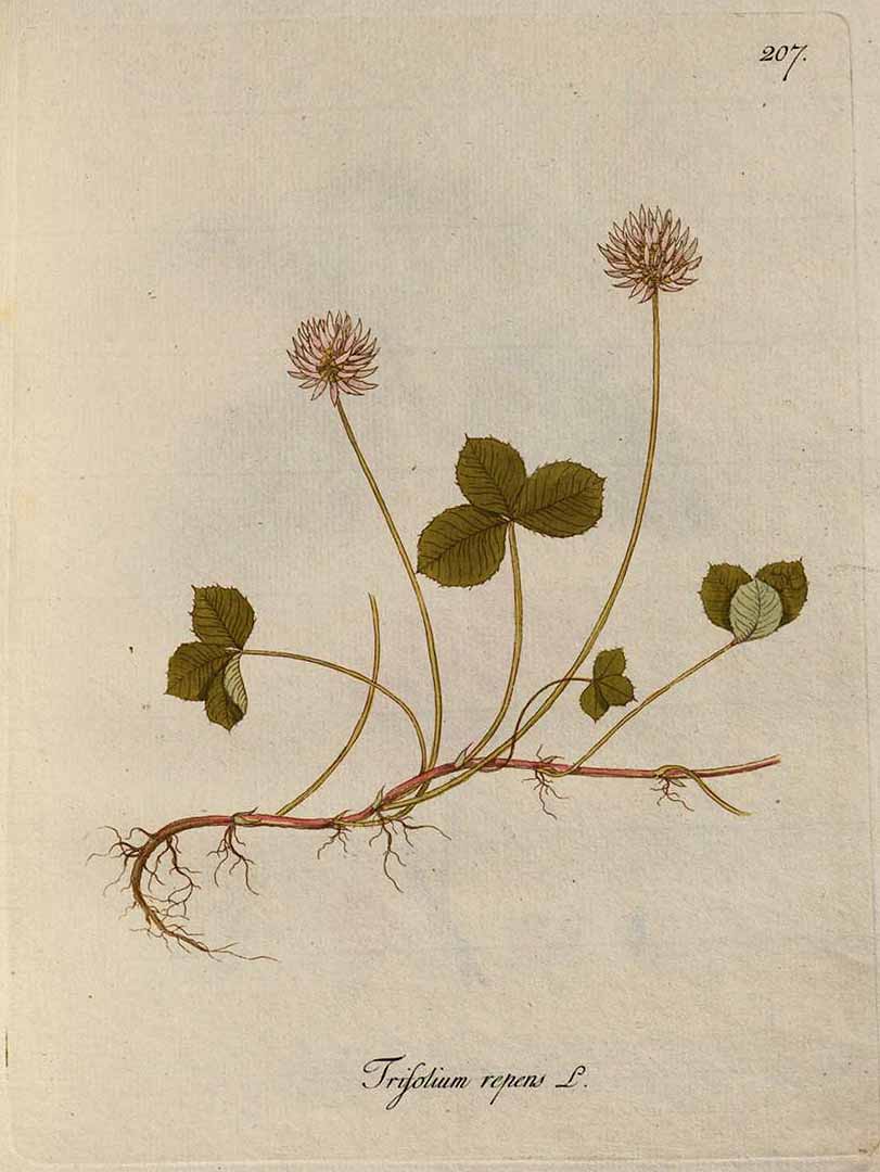 no HD illustration available (3)