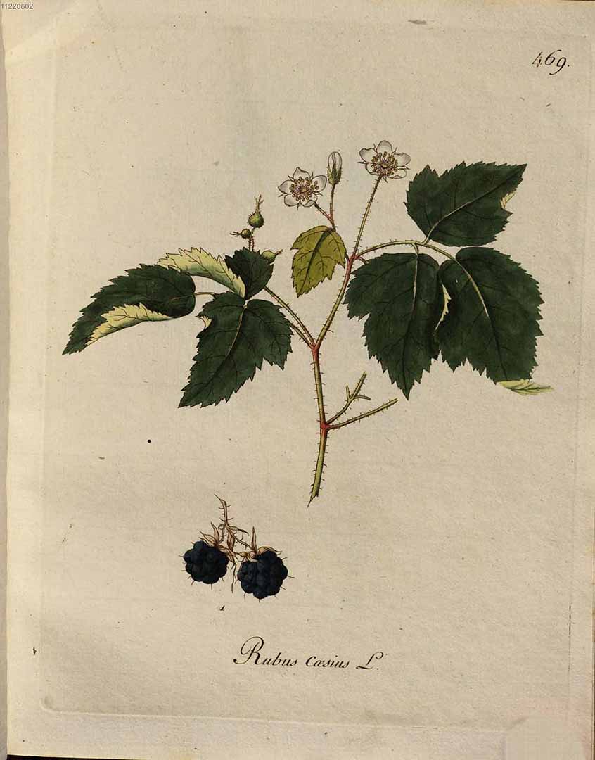 no HD illustration available (3)