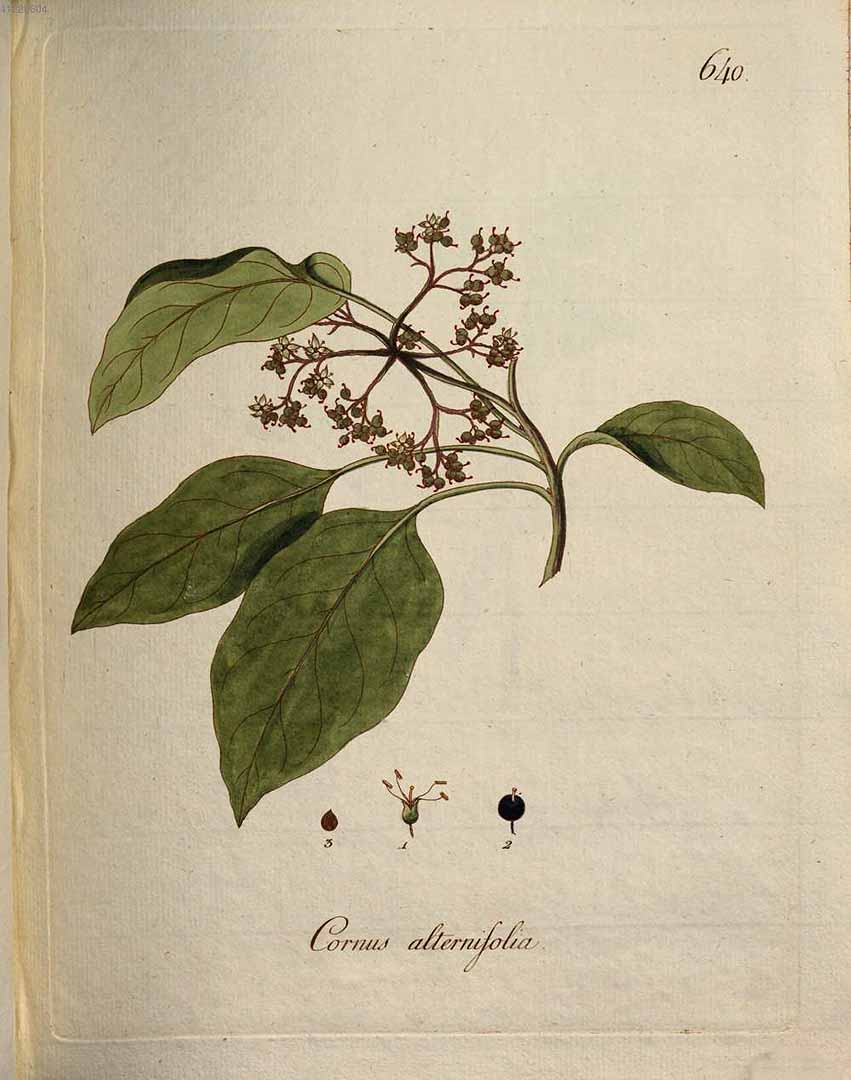 no HD illustration available (3)