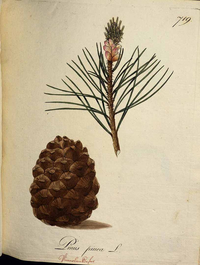 no HD illustration available (3)