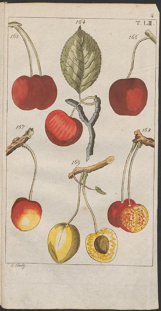 no HD illustration available (3)