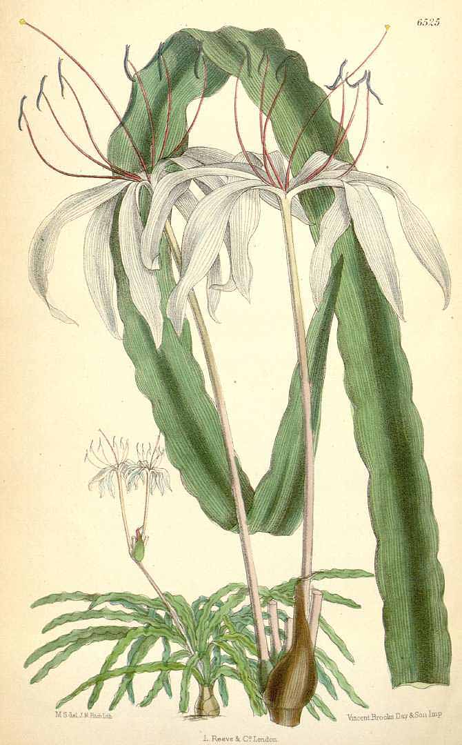 no HD illustration available (3)